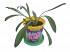 Набор для выращивания растений - Ромашка африканская  - миниатюра №3